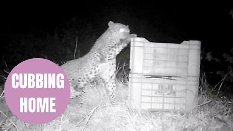 Moment teeny leopard cub was reunited with his mum