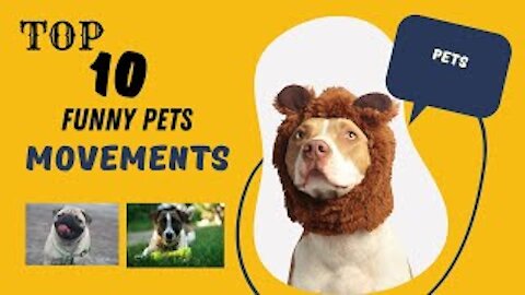 Top 10 Funny pets Movements 2021