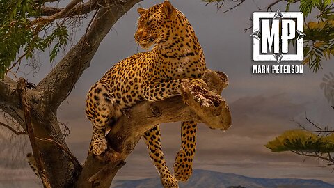 21 Day Leopard Hunt - The Trophy Room | Mark V. Peterson Hunting
