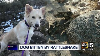 Dog recovering after being bitten by rattlesnake