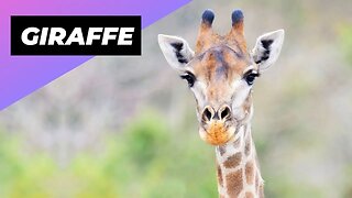 Giraffe 🦒 The Tallest Animal In The World #shorts