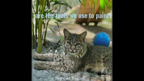 Wise words from Summer bobcat- #bigcatrescue #cats #reels #catreels #bigcats #wisequotes #life #cat