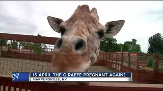 Is April the Giraffe pregnant again?