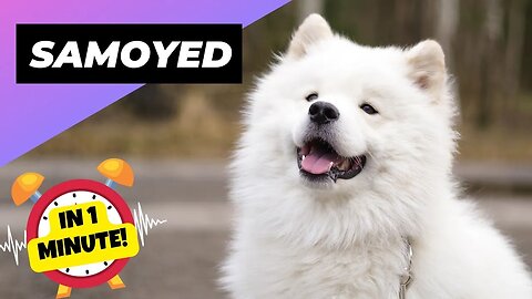 Samoyed - In 1 Minute! 🐶 Fluffy Clouds on Four Paws! | 1 Minute Animals