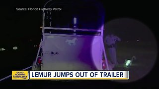 Lemur pops out of Florida man's trailer on I-4