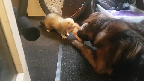 Ferret & dog best friends play tug-or-war
