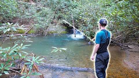 CATCHING THE MOST BEAUTIFUL FISH IN THE WORLD!! (Creek Fishing for Brook Trout)