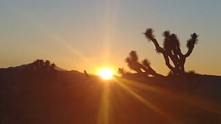 Sunset in Joshua Tree