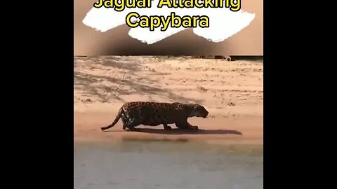 How does the jaguar attack the capybara #shorts