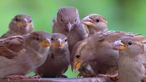 Dear Sparrows - Part 2 - A Pigeon Has Found Us