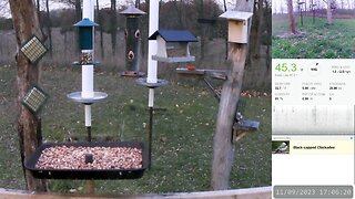 Rural Bird Feeders & Night Critter Cam - [Live]