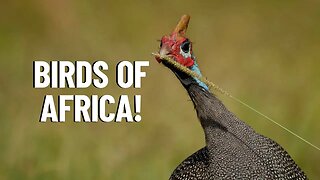 10 Most Common African Birds to Spot on Safari - Travel Video