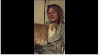 Cat tries to create "cat pouch" in owner's sweatshirt