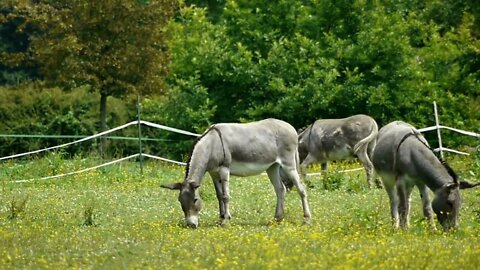 Donkeys at the french countryside
