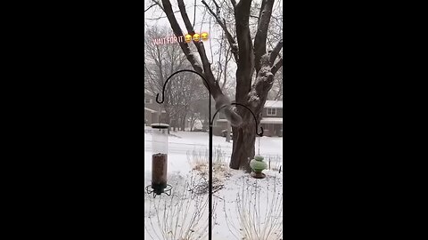 Squirrel carnival ride