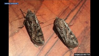 Miller Moths - entomologists expect average year