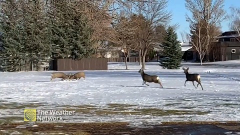 Tough bucks put on a rutting show in Alberta snow