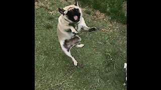Compilation of pug catching fails in epic slow motion