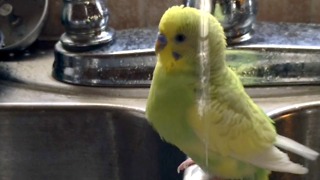Cute bird takes bath in sink