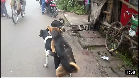 Street dog fight for ..... please watching this video