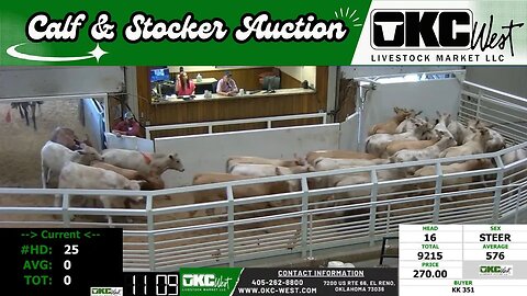 8/8/2023 - OKC West Calf and Stocker Auction