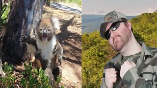 Koala Gets Kicked Out Of Tree And Cries! (Koalafication) REACTION!!! (BBT)