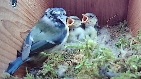 26th May 2021 - Another walkabout + a brief starling beak - Blue tit nest box live camera