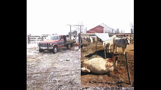 Finding Dead Cows and How I Disposed Of them