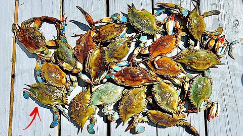 The ULTIMATE BLUE CRAB Experience! [DELICIOUS Catch, Clean, and Cook]