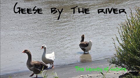Beautiful geese by the river / beautiful animals by the water / Geese walking along the river.