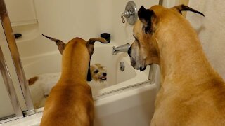 Patient Great Danes Wait In Line For A Drink After Russell Terrier