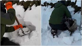 Uomo salva pecore sepolte dalla neve