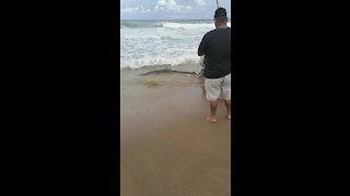 SOUTH AFRICA - Durban - Angler caught a ragged tooth shark (Video) (GeT)