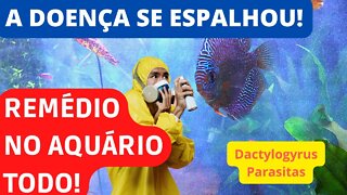 🔴Tratando Aquário Todo Contra Parasitas do Acará Disco - Remédio Que Usei Deu Certo - Passo a Passo