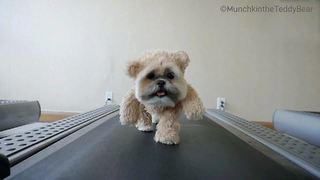 Munchkin the Teddy Bear walks on the treadmill again!