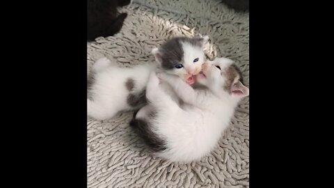 Cute baby cats