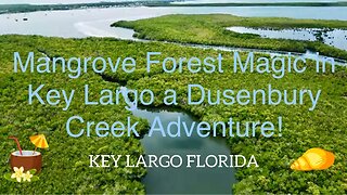 🐬 Mangrove Forest Magic in Key Largo a Dusenbury Creek Adventure! 🌴