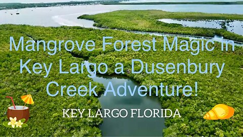 🐬 Mangrove Forest Magic in Key Largo a Dusenbury Creek Adventure! 🌴