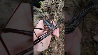 Goo Goo Muck the Tailless Whip Scorpion!