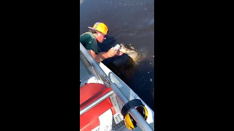 Florida man uses a gator 🐊 to open a beer can. 🔉