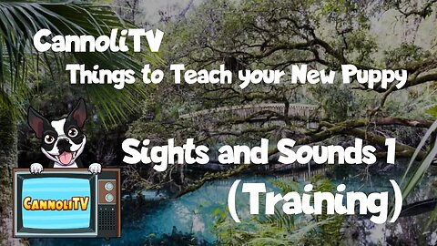 Things to Teach Your New Dog: Sights and Sounds of the World 1 #dog #puppytraining