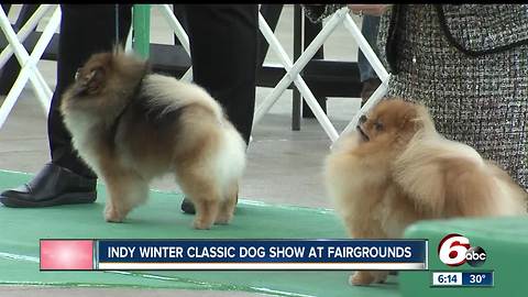 Indy Winter Classic AKC All-Breed Dog Show underway at the Indiana State Fairgrounds