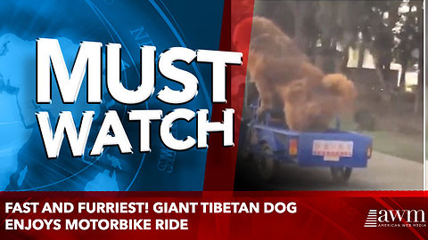 Fast and furriest! Giant tibetan dog enjoys motorbike ride