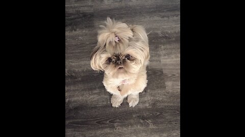 Shih tzu feeling a little bossy