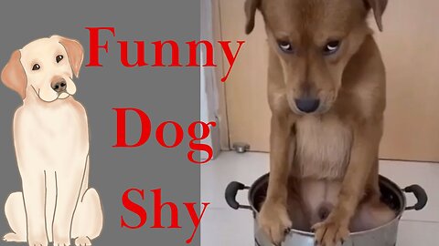 Funny Dog Shy