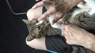 Cat Reaction to Belly Tickles