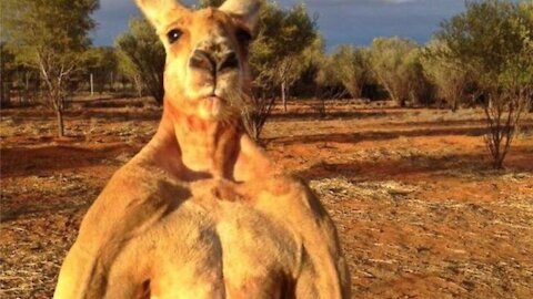 kangaroo - super strong