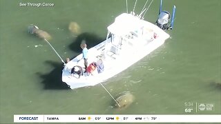 Drone video shows Florida boater using pole to harass manatee