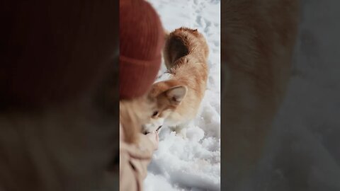 Dog playing in snow SO CUTE #shorts #pets #petlover #dogs #dog #doglovers