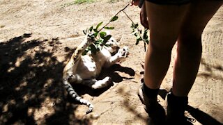 Golden tiger cub plays with caretaker in adorably precious manner